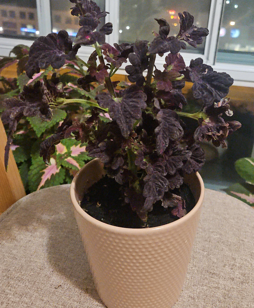 Coleus Plant in Pot , Discount only today and tomorrow image indicator(2)