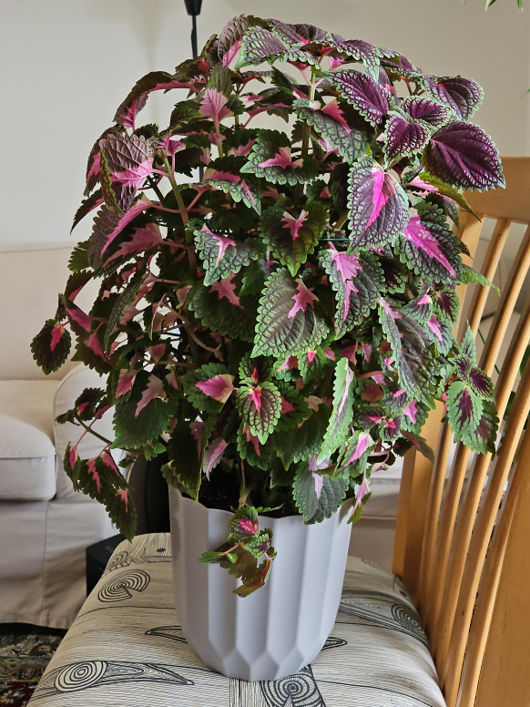 Coleus Plant thumbnail