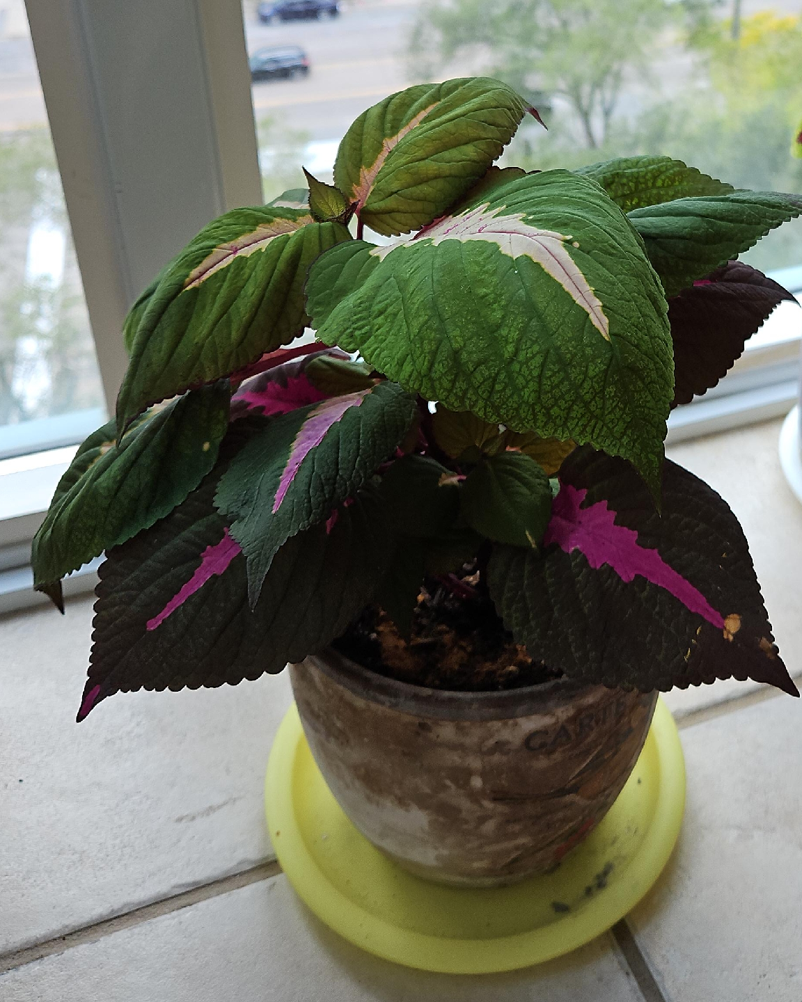 Coleus Plant thumbnail