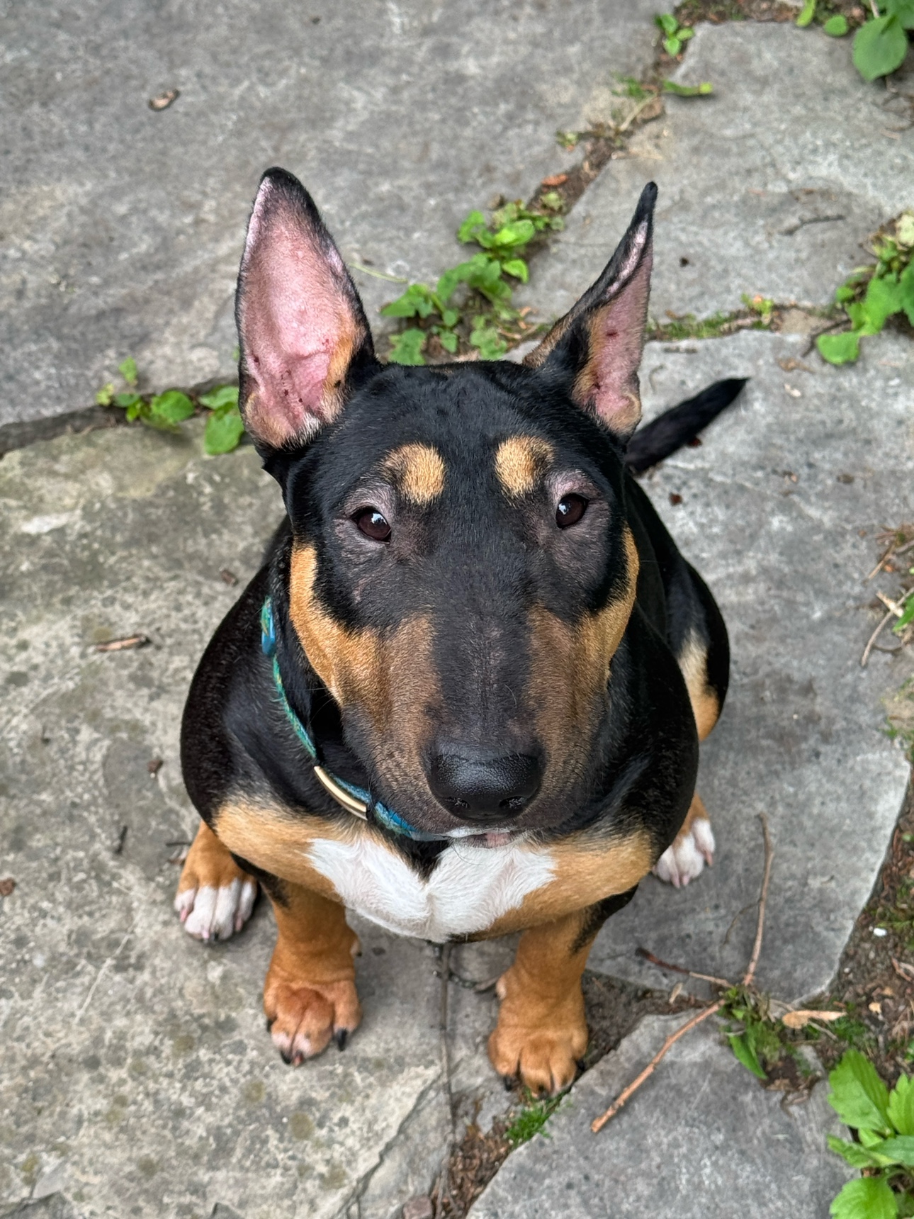 Sonya profile