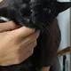 Sahsa profile
