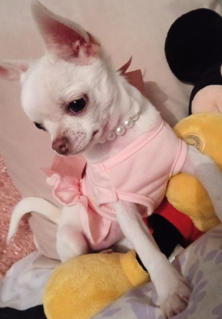 Bee