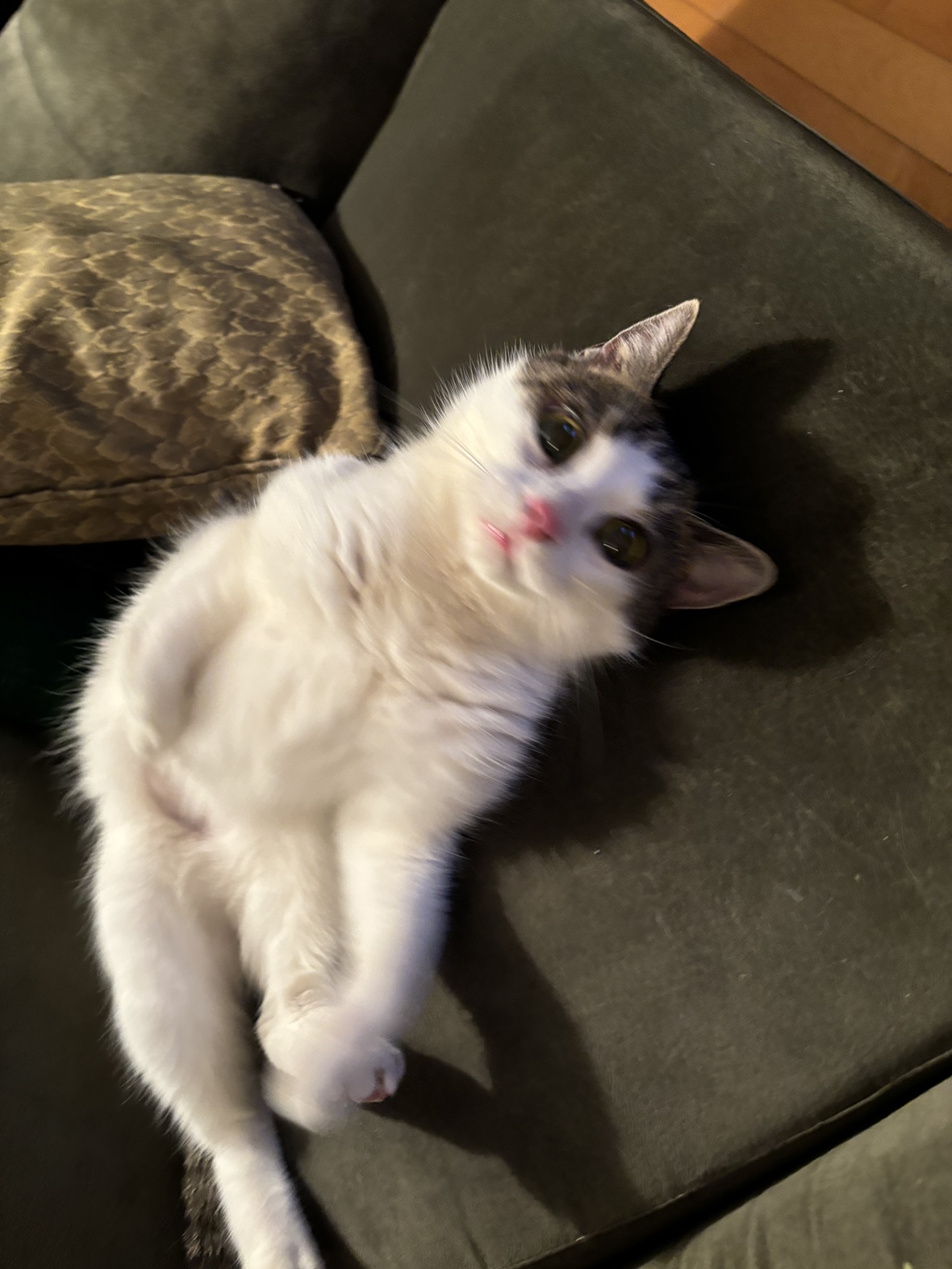 Maya