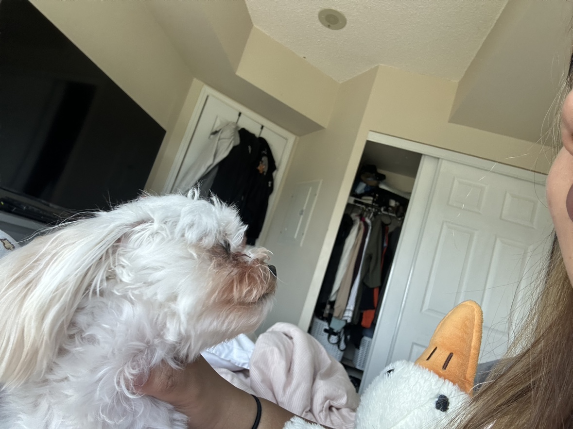 Sachi profile