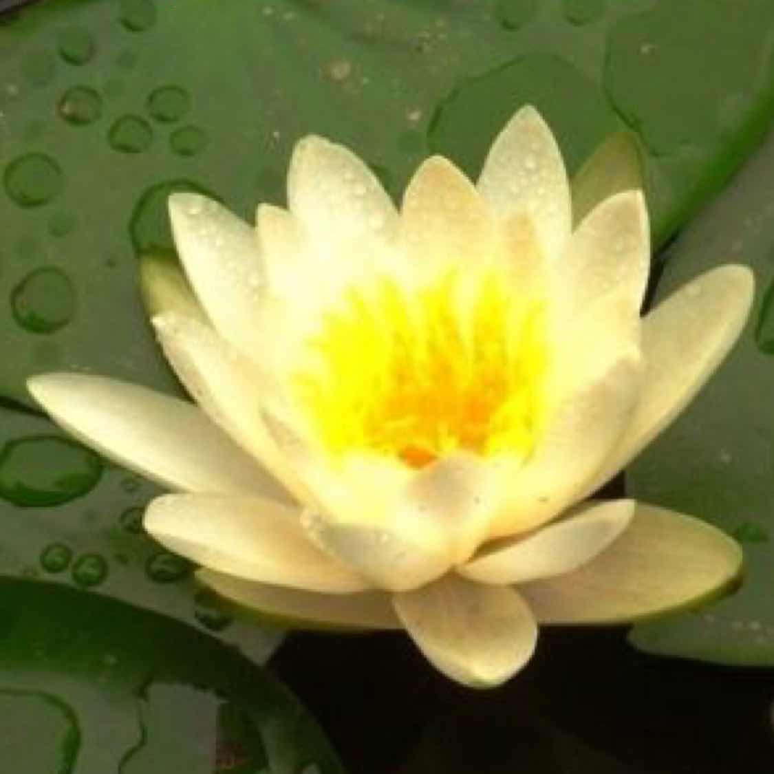 Paramita profile