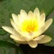 Paramita profile