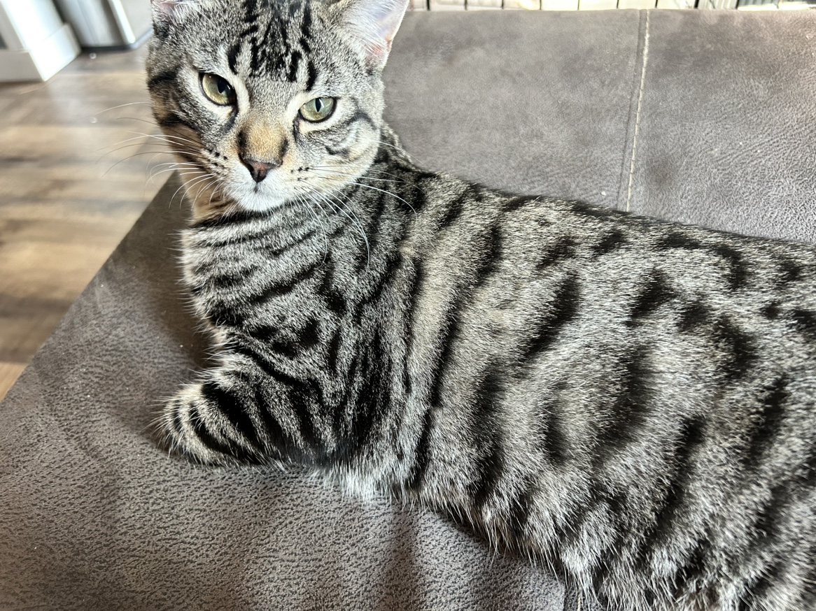 Jarvis profile
