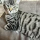 Jarvis profile