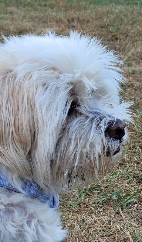 konrad profile