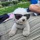 PoosMom profile