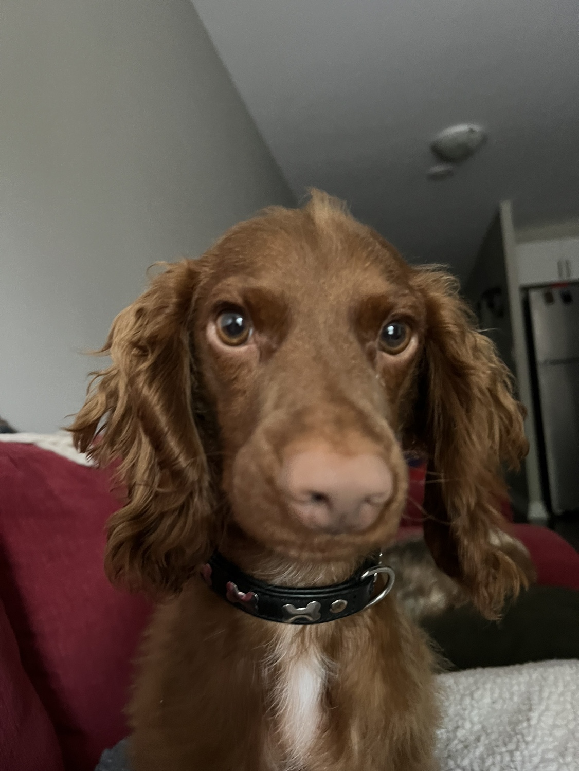 Ryan