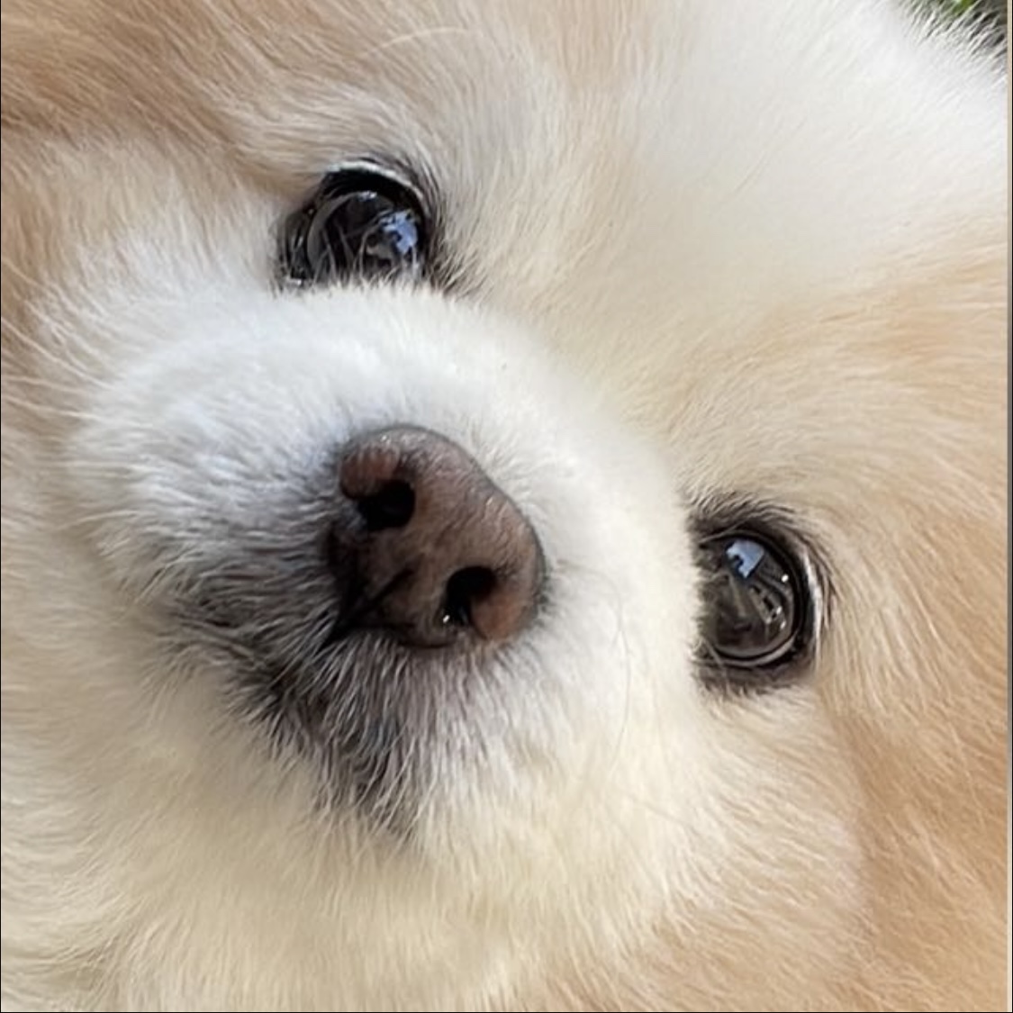 Serge profile