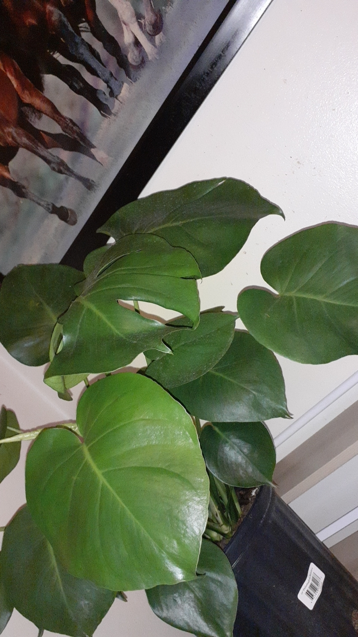 liveyourbestlife profile