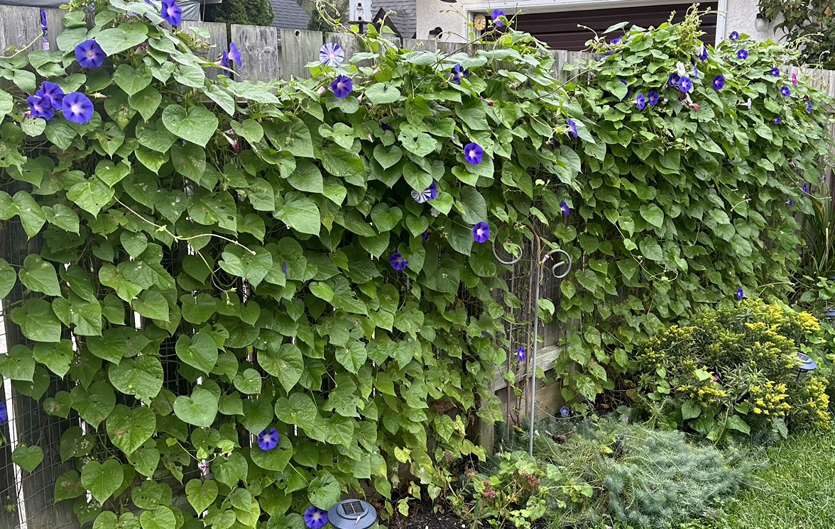 MorningGlory profile