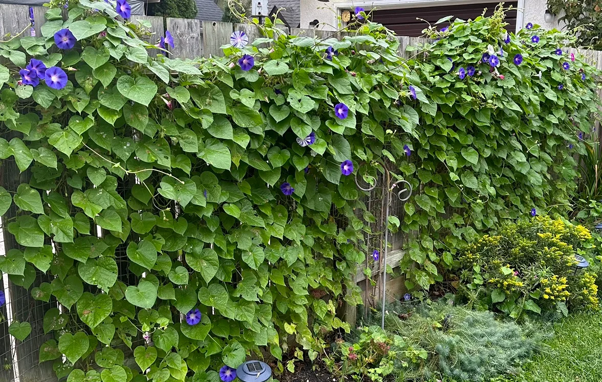 MorningGlory profile