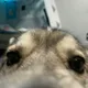 Izzy profile