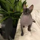 H H profile
