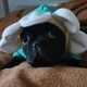 Ari profile