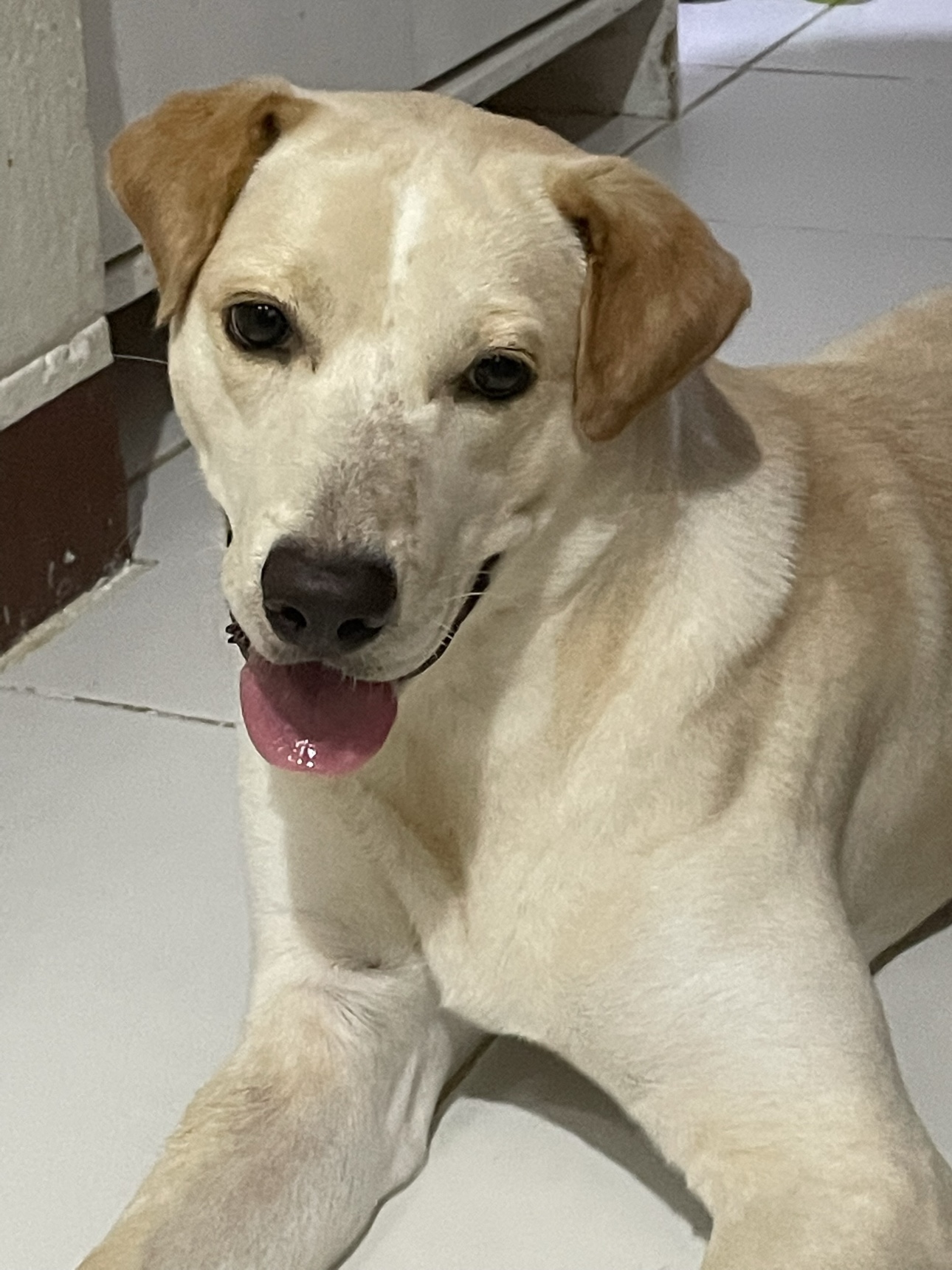 Chelo profile