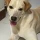 Chelo profile
