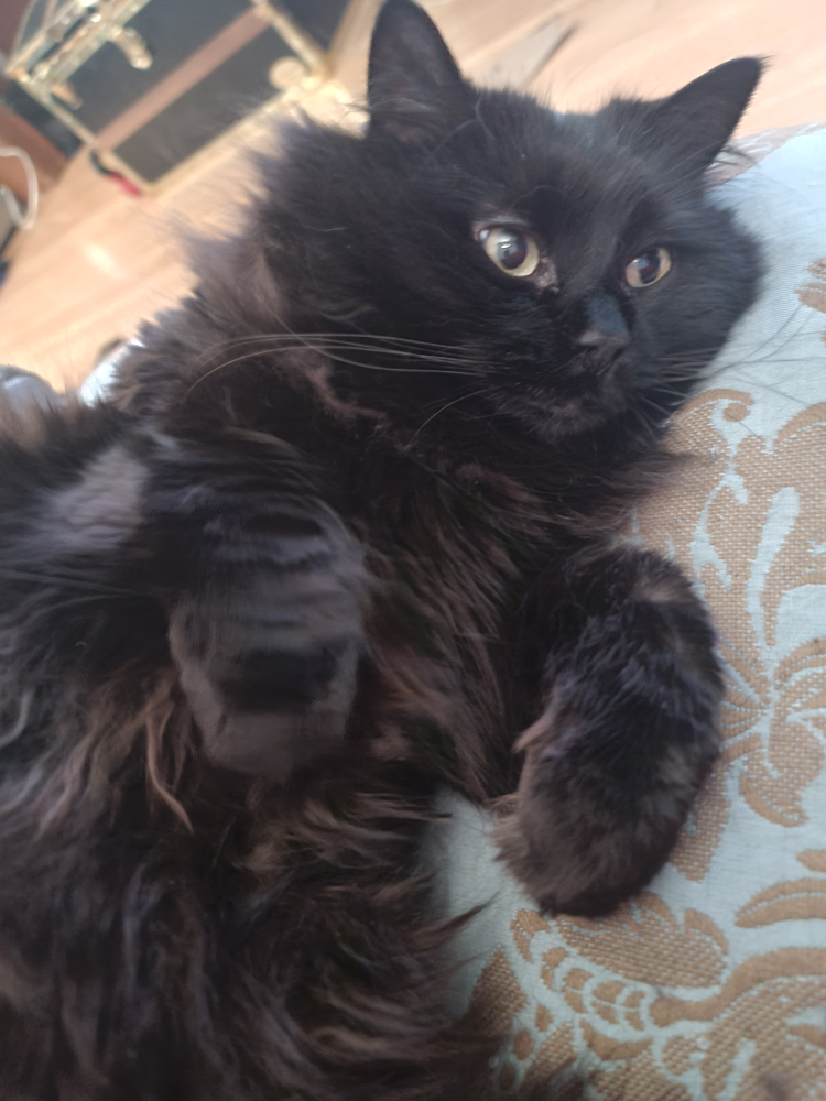 Sheldon Tony profile