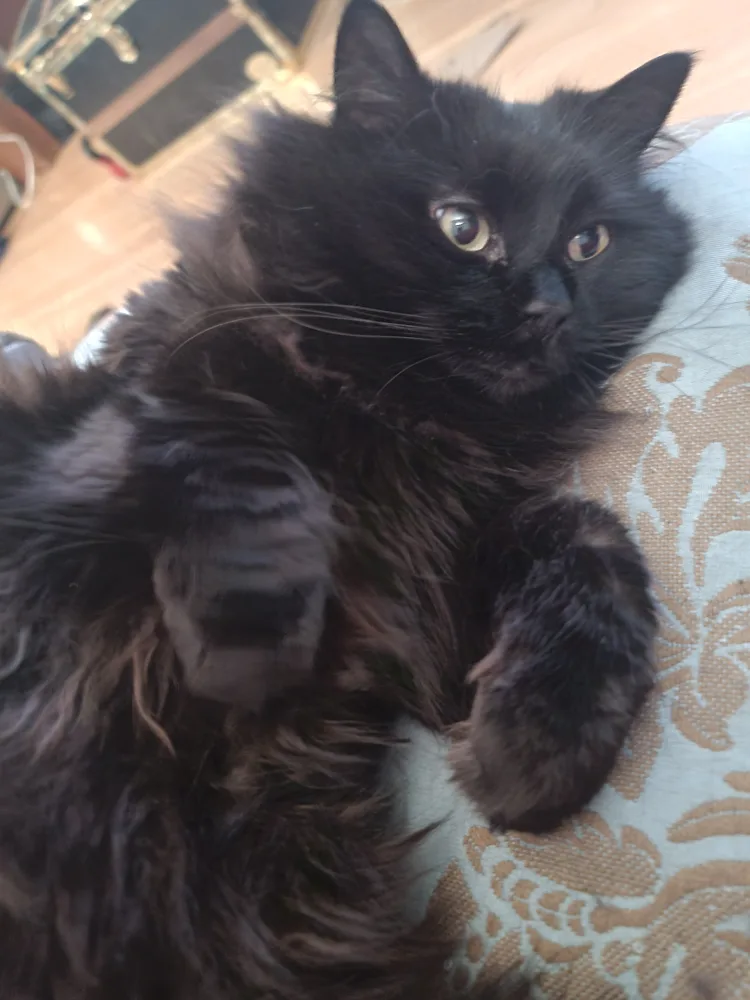 Sheldon Tony profile