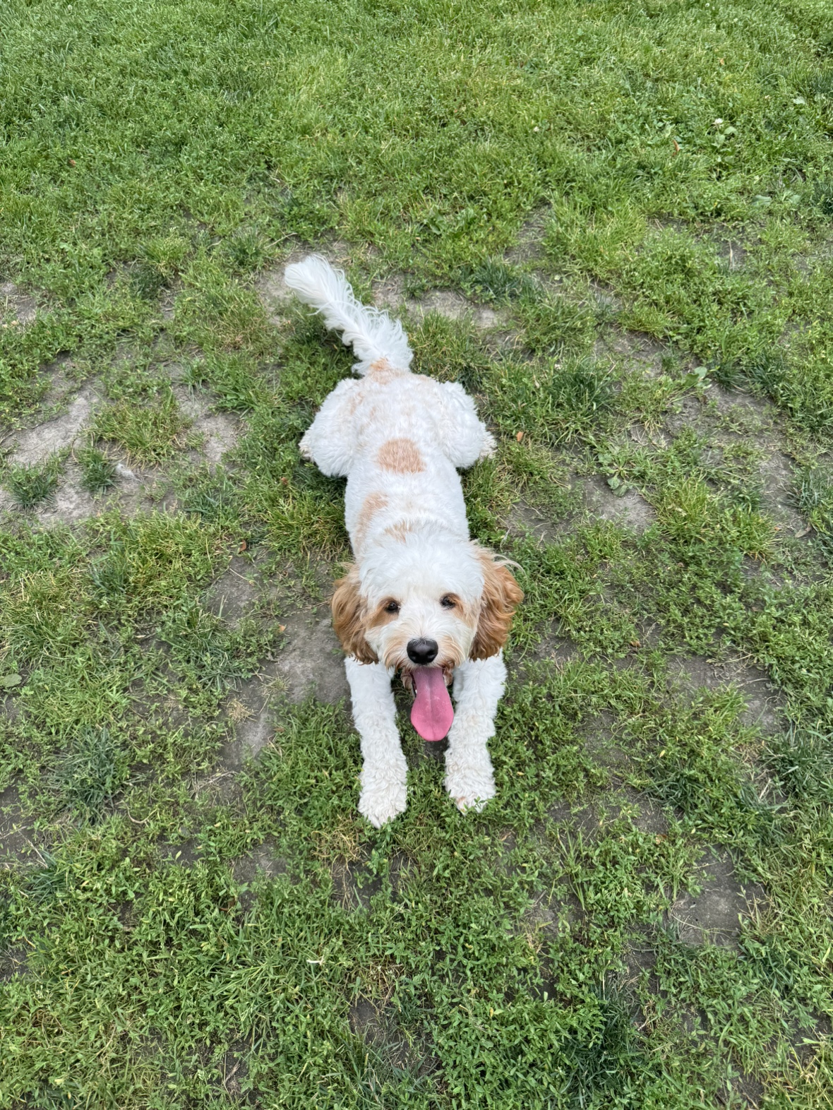 Ricky profile