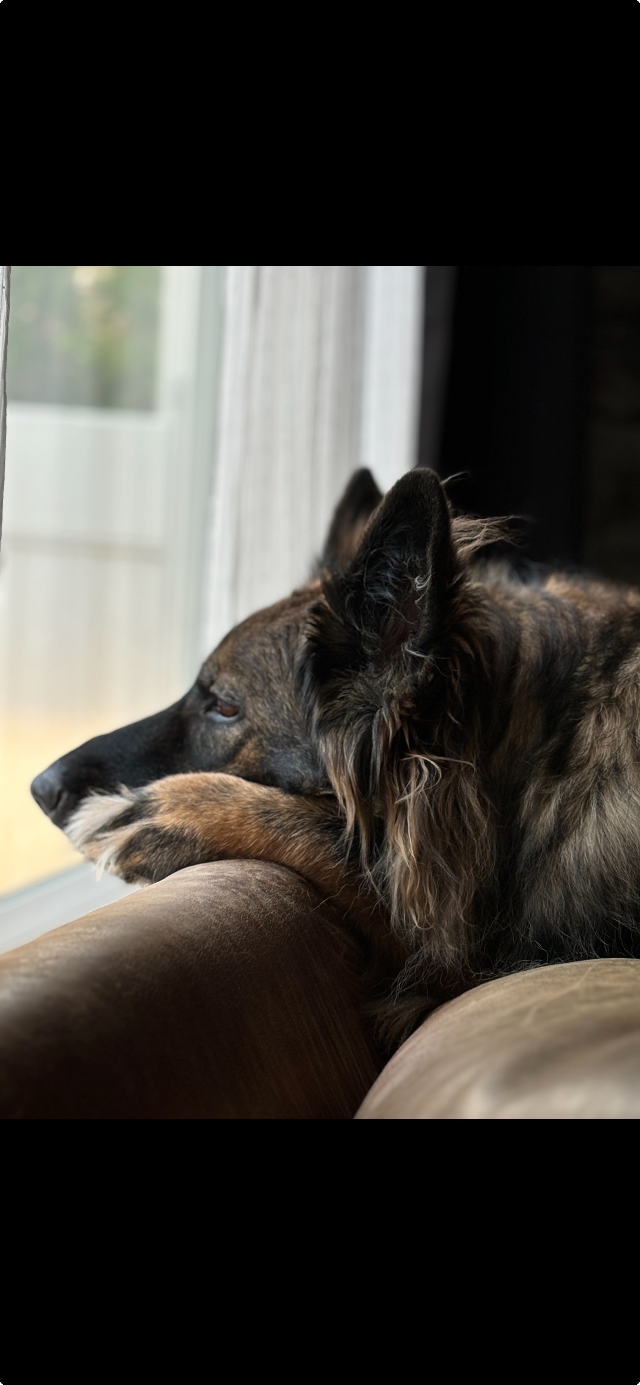 Shane profile