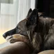 Shane profile