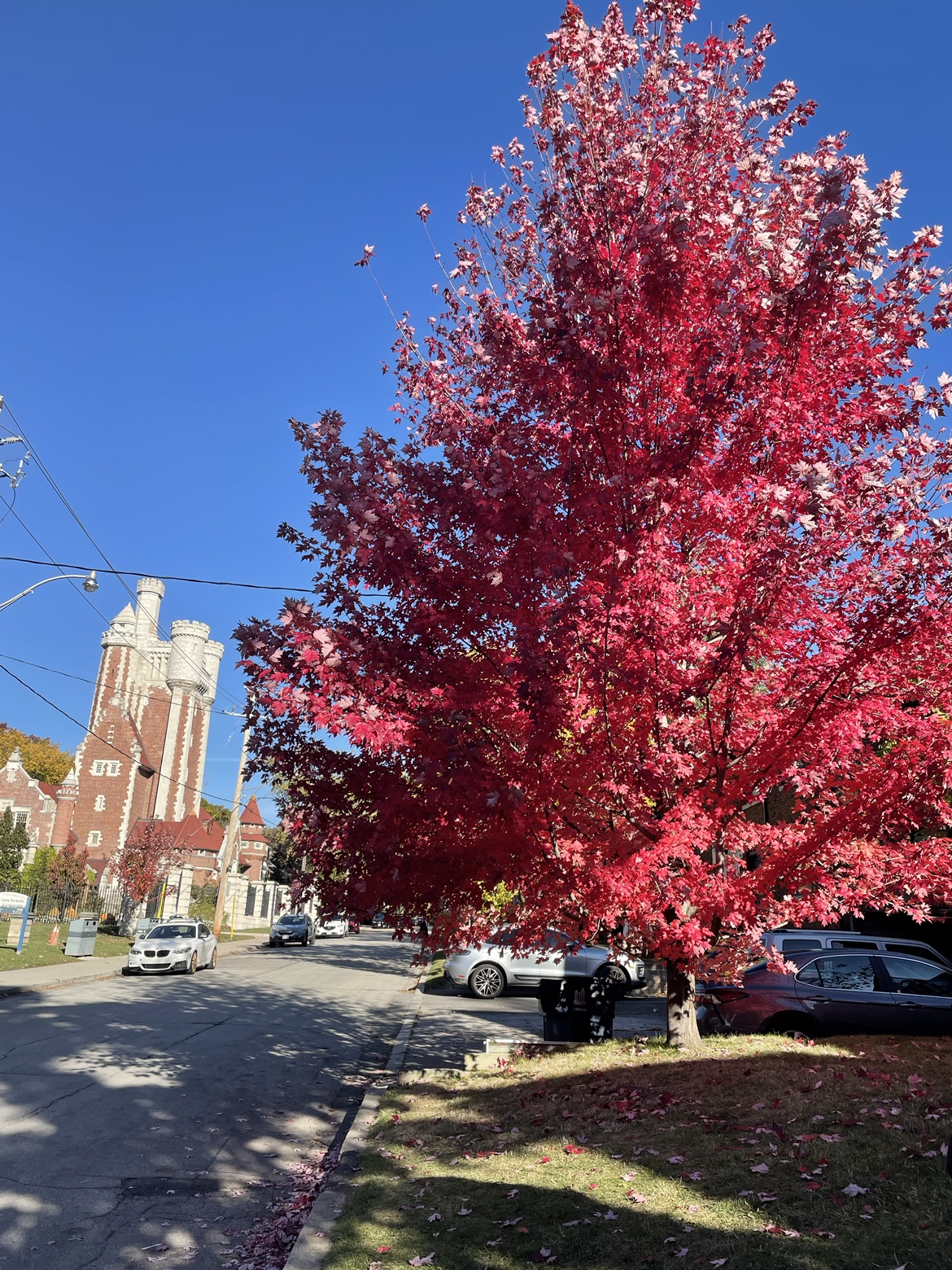 Carot Toronto profile