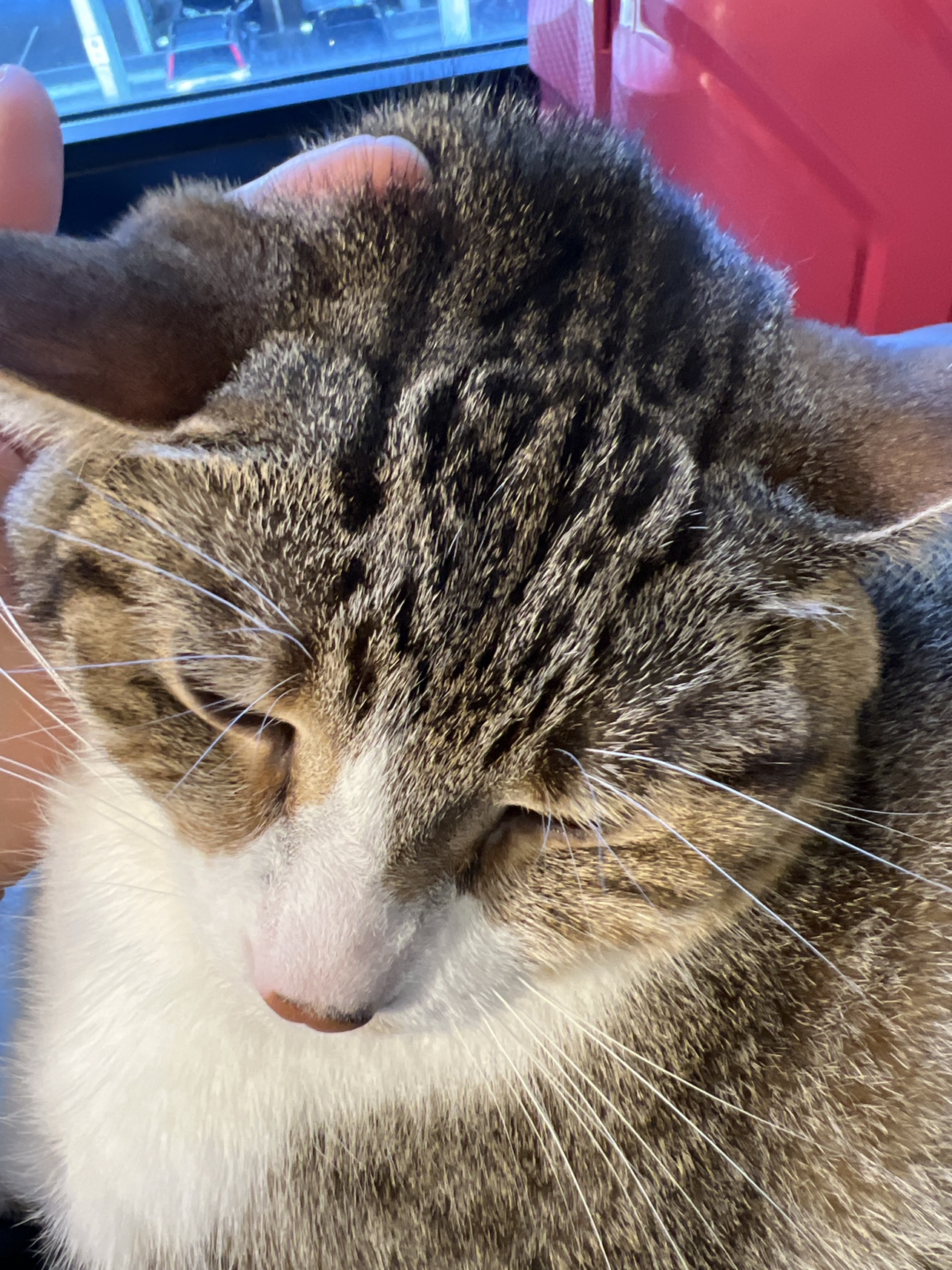 Riley profile
