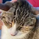 Riley profile