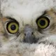Owl profile