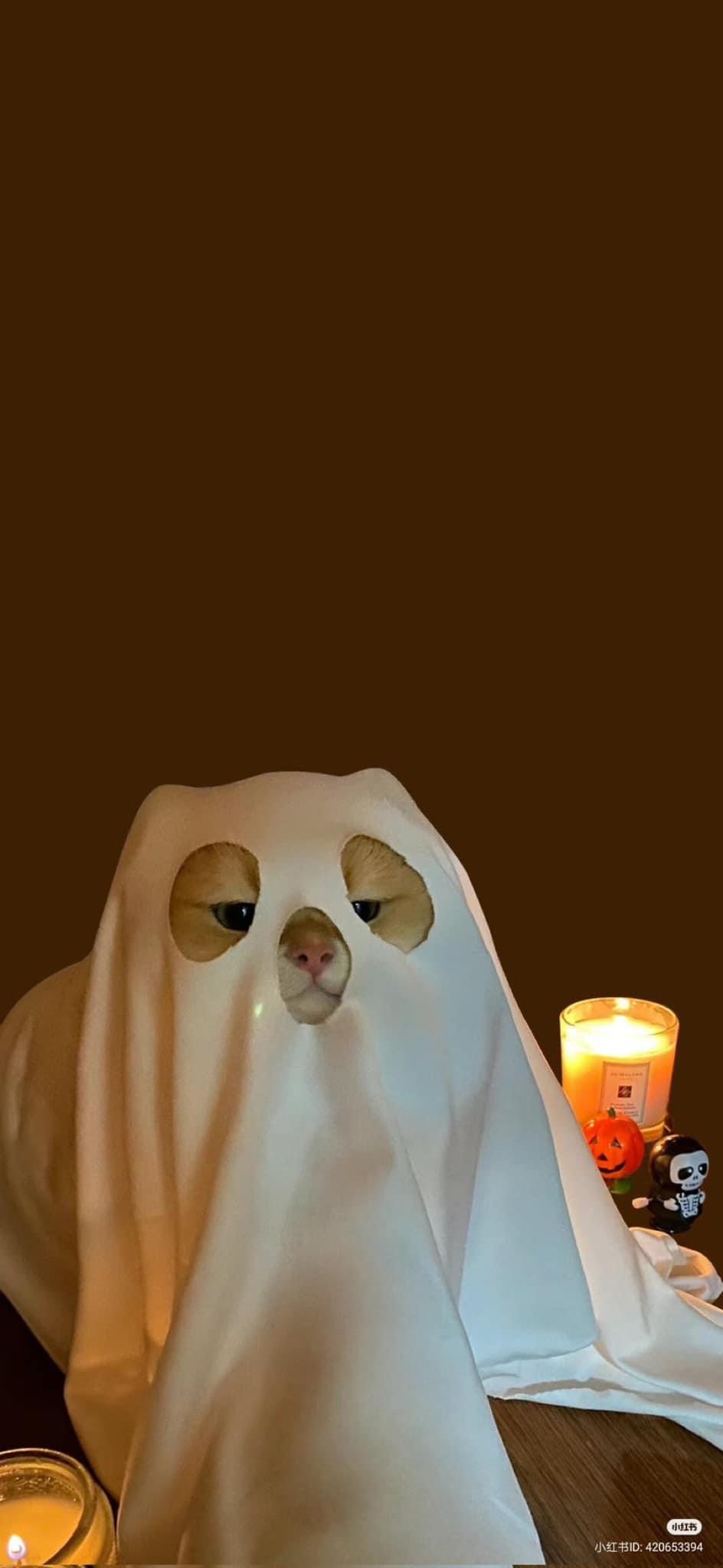 Arif profile