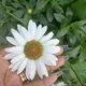 kimota profile