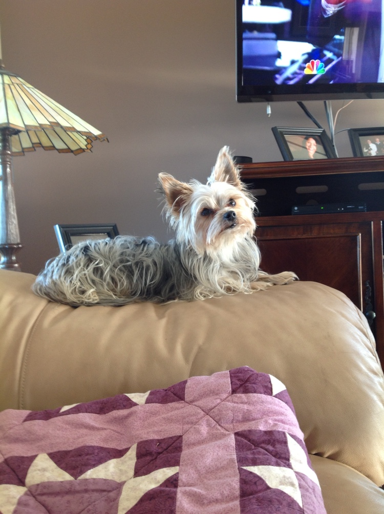 Shirley profile