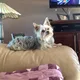 Shirley profile