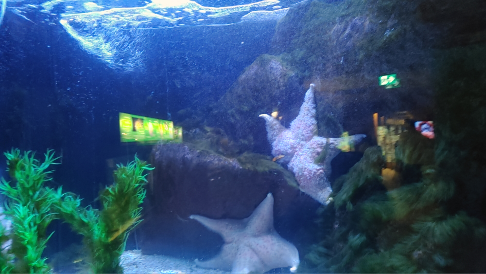 kamila paulino gomez