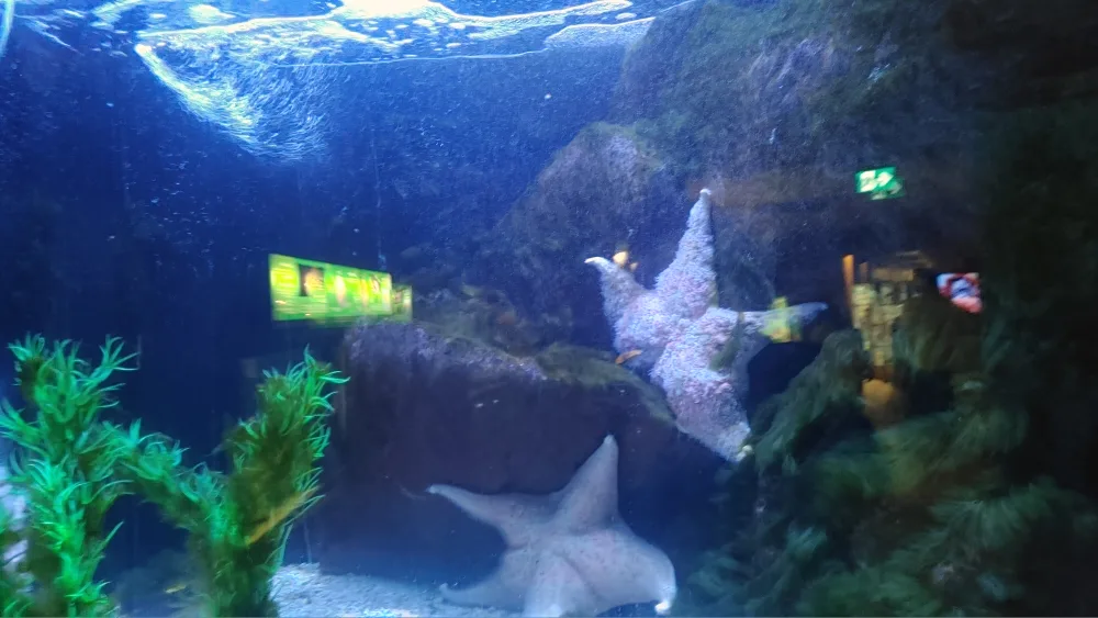 kamila paulino gomez