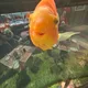 Adrien profile