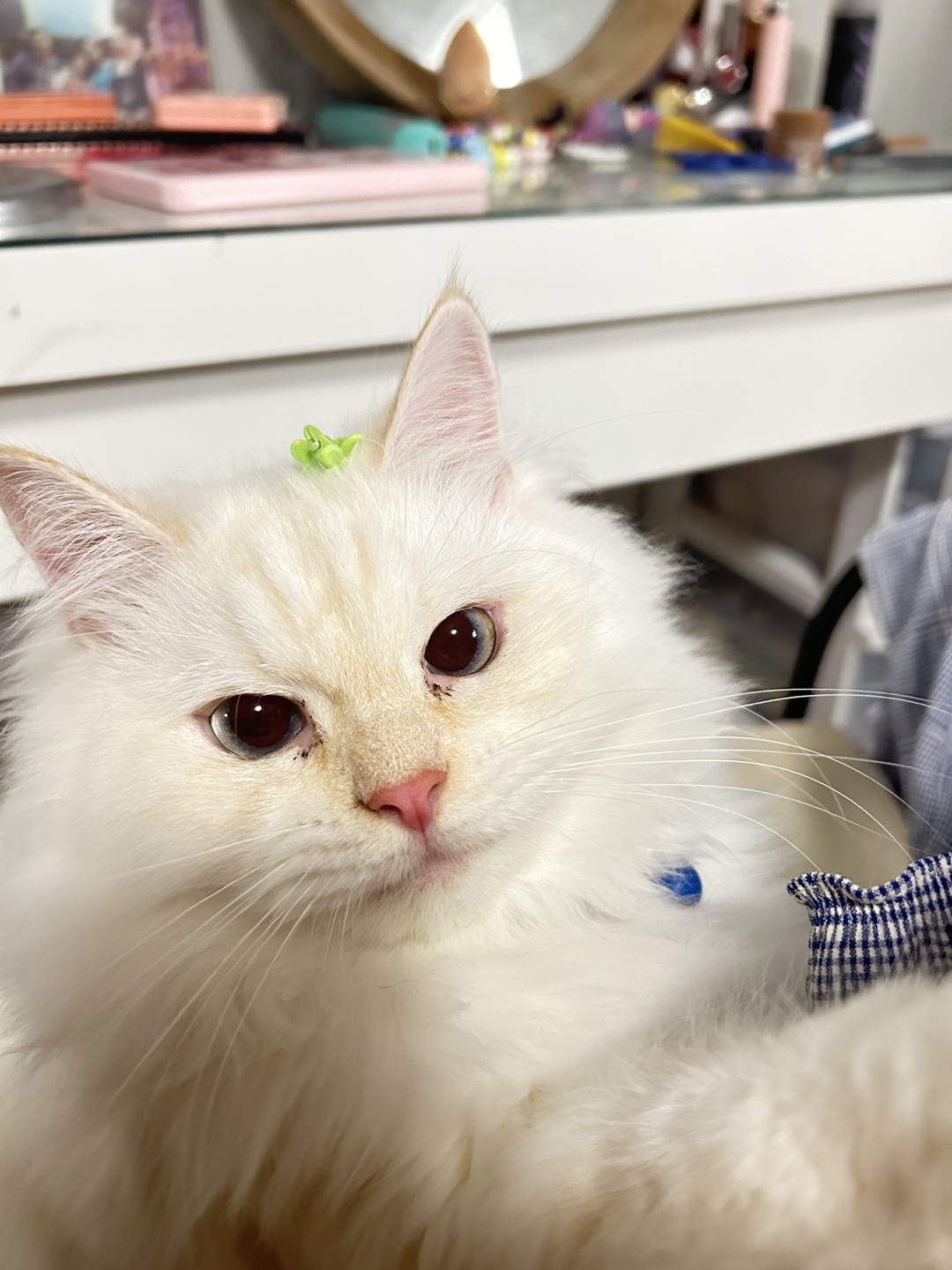 Miao profile