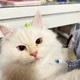 Miao profile