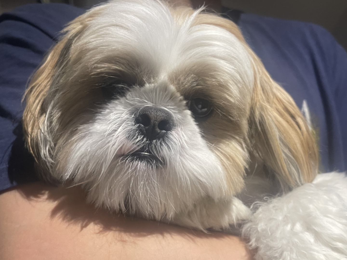 Tommy Nguyen profile