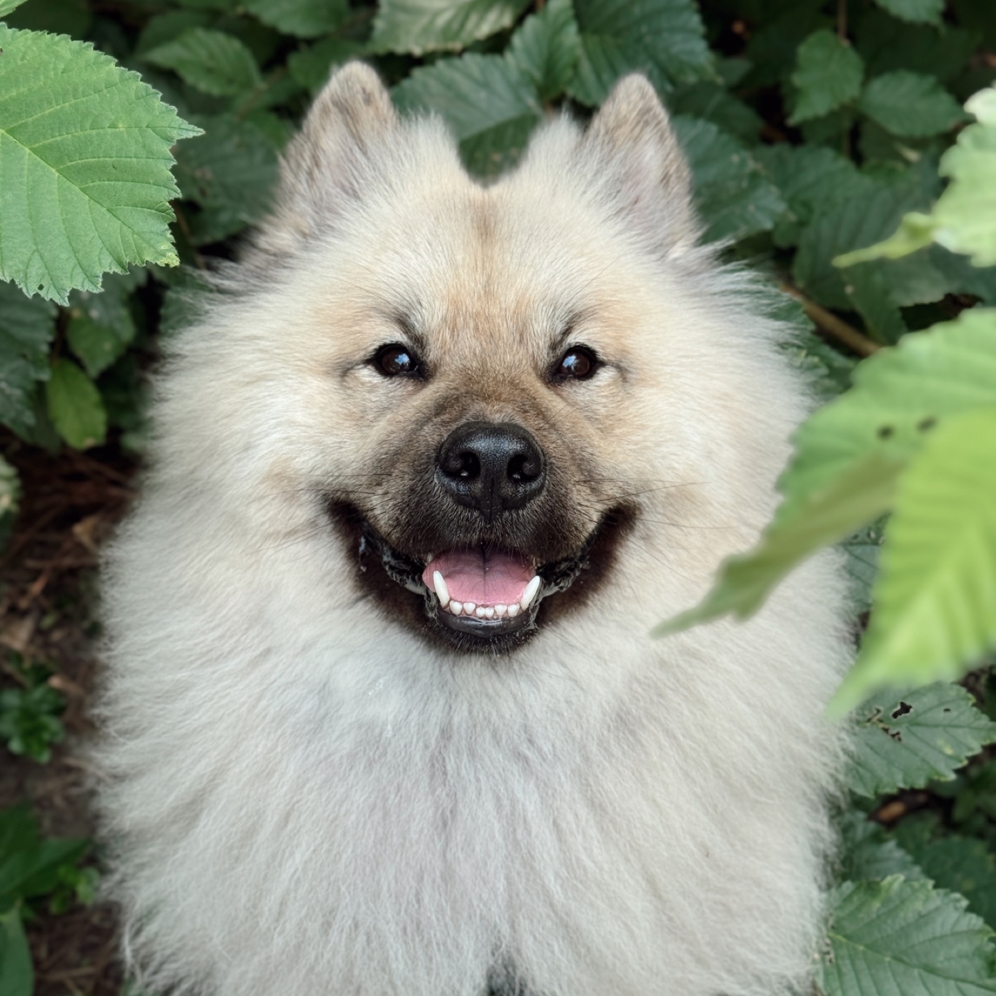 Arlo