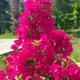 Fatima profile
