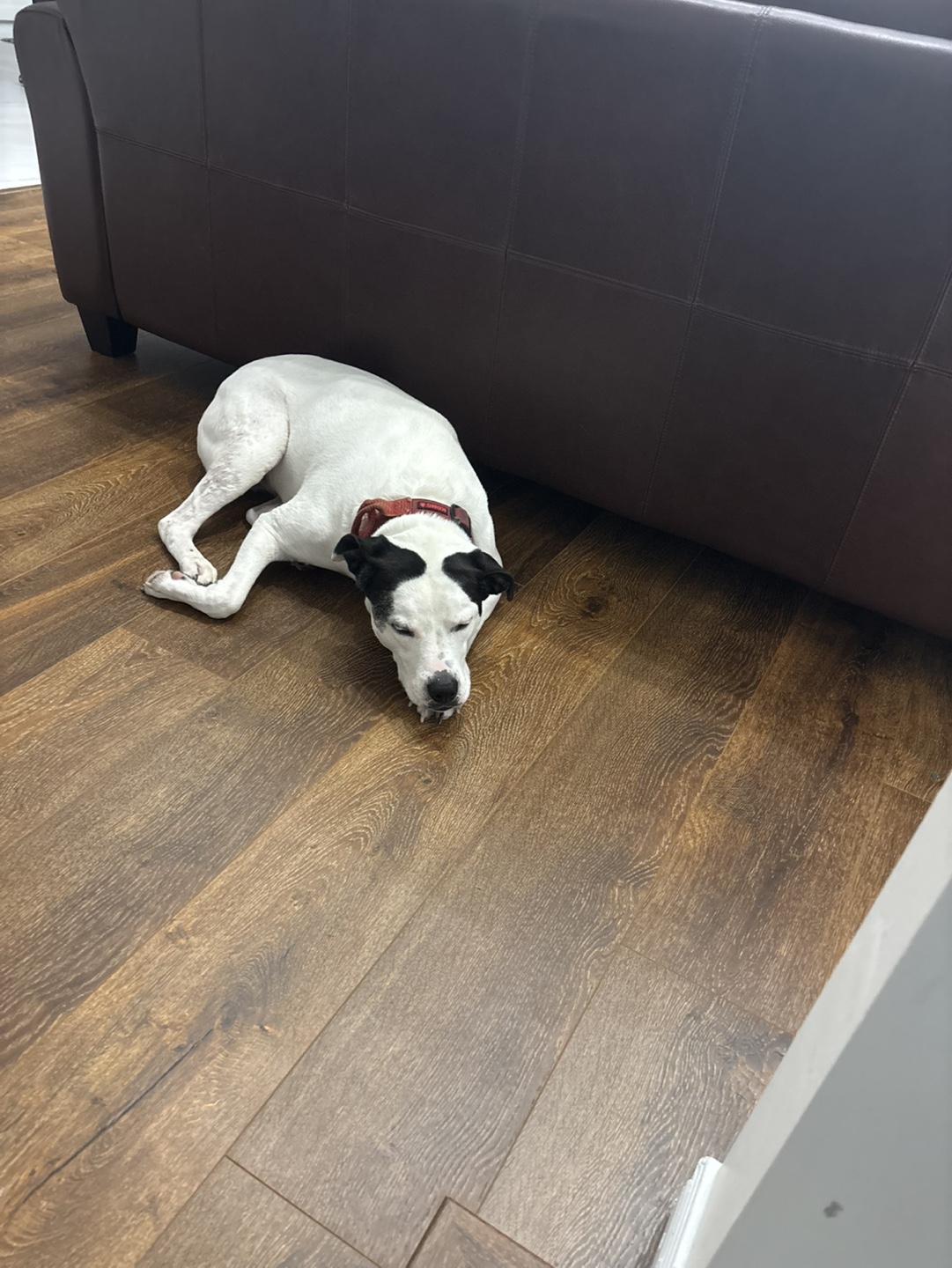 Mushtaba profile
