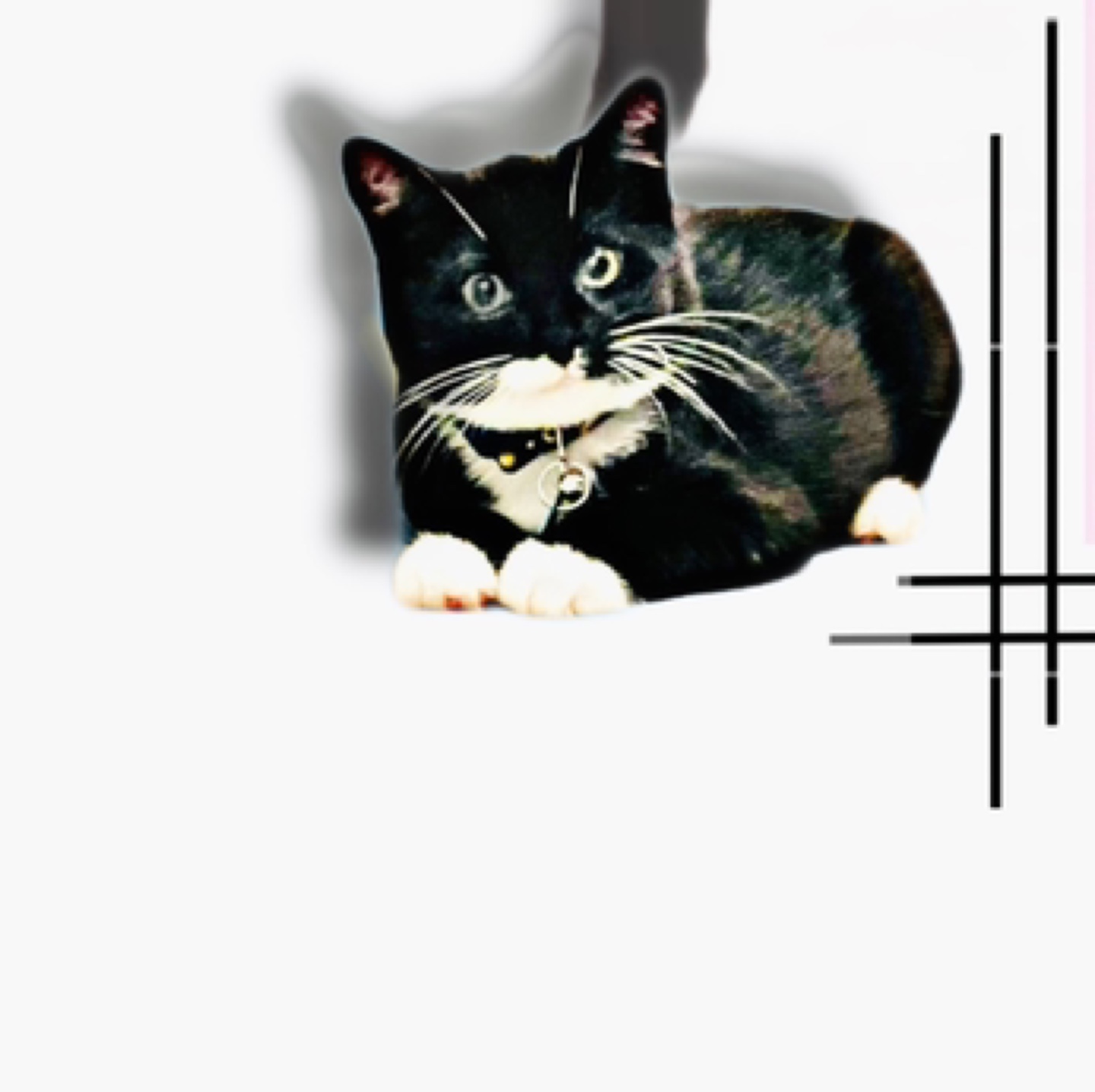 Kay profile