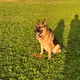 Avash profile