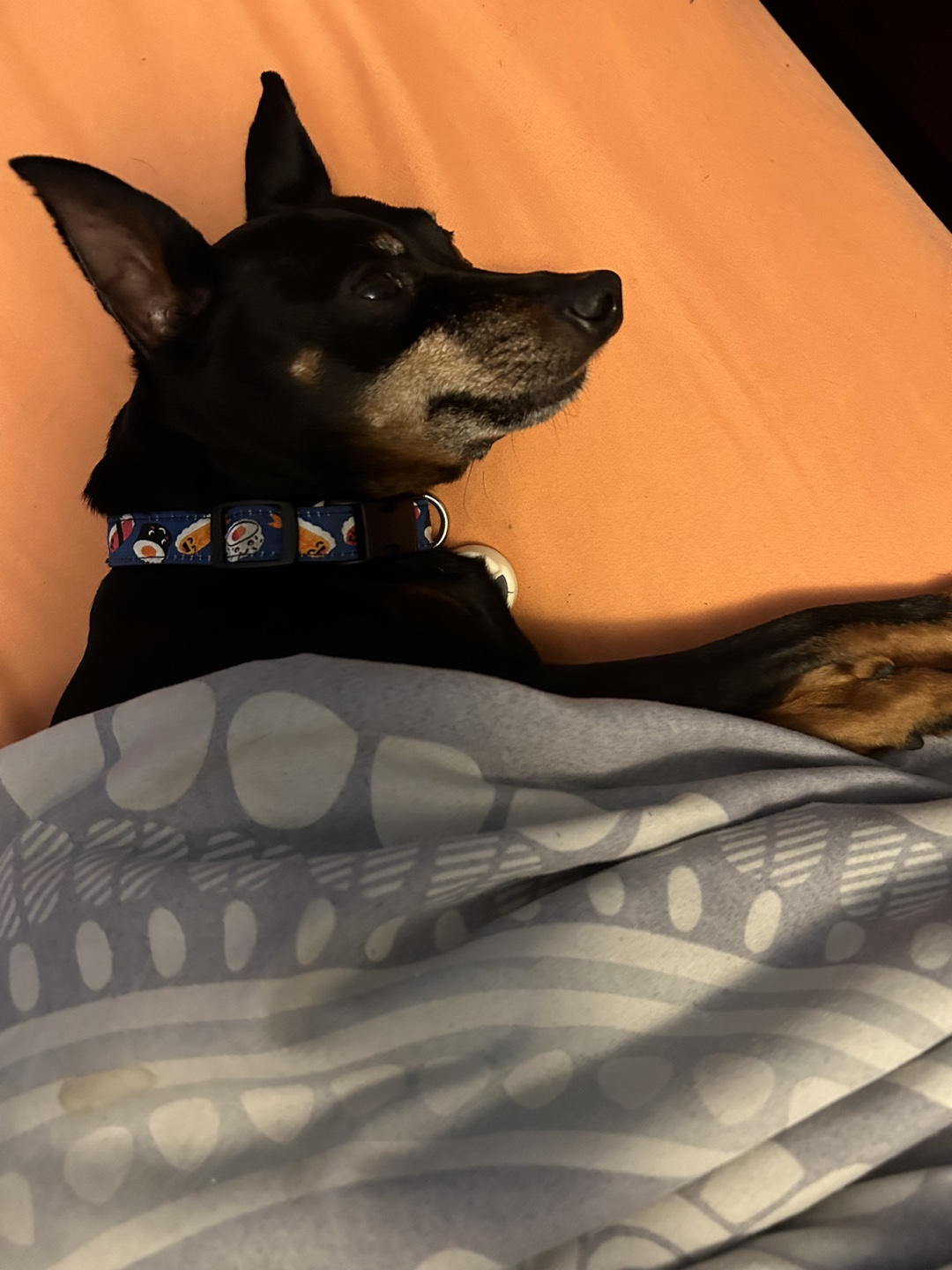 Carly profile