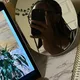 dee profile